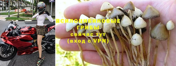 гашик Алексин
